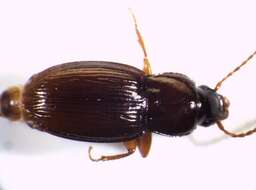 صورة Pterostichus (Cryobius) pumilio (Dejean 1828)