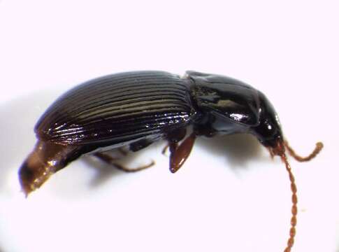 صورة Pterostichus (Cryobius) pumilio (Dejean 1828)