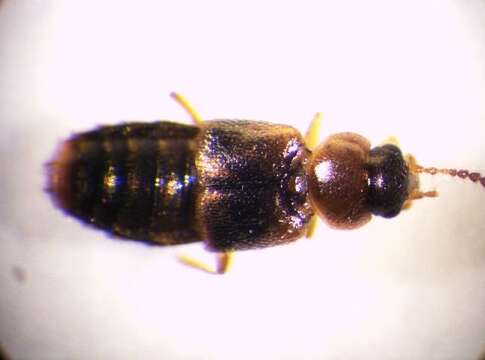 Image of Agaricochara