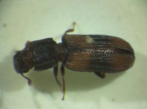 Image of Bark beetle