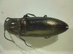 Image of <i>Ctenicera pectinicornis</i>