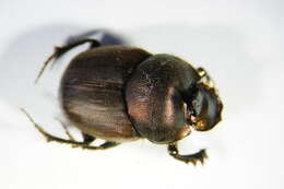 Image of Onthophagus (Palaeonthophagus) coenobita (Herbst 1783)