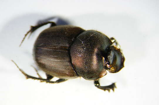 Слика од Onthophagus (Palaeonthophagus) coenobita (Herbst 1783)