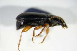 صورة Harpalus (Harpalus) luteicornis (Duftschmid 1812)