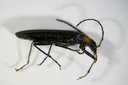 Image of <i>Ischnomera sanguinicollis</i>