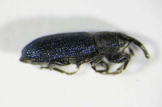 Image of Yellow toadflax stem weevil