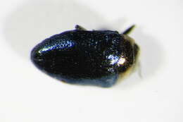 Image of Metallic wood-boring beetle