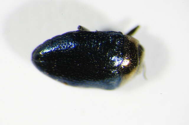 Image of Metallic wood-boring beetle