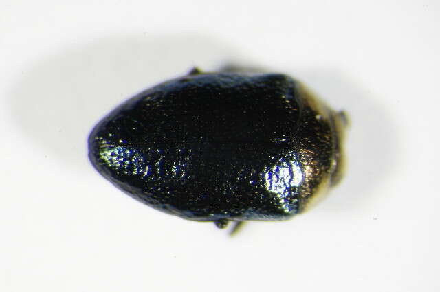 Image of Metallic wood-boring beetle