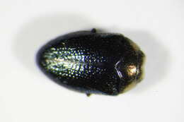 Image of Metallic wood-boring beetle