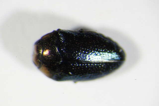 Image of Metallic wood-boring beetle