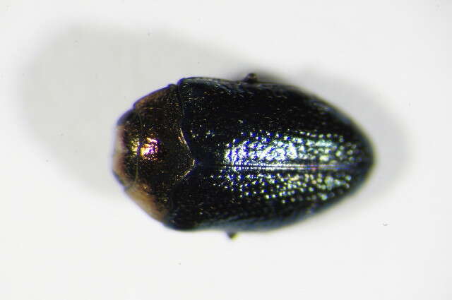 Image of Metallic wood-boring beetle