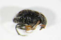 Image of <i>Bruchus luteicornis</i>
