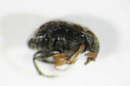 Image de <i>Bruchus luteicornis</i>