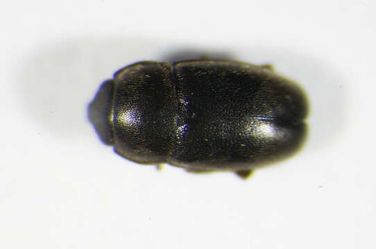 Image of Brassicogethes anthracinus