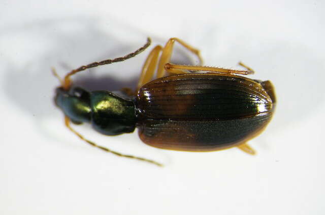 صورة Anchomenus (Anchomenus) dorsalis (Pontoppidan 1763)