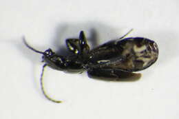 Image of Microlestes maurus (Sturm 1827)