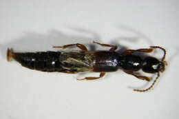 Lathrobium (Lathrobium) elongatum (Linnaeus 1767) resmi