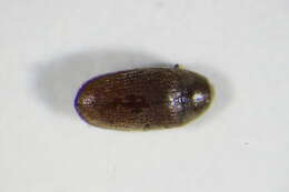 Image of <i>Trixagus obtusus</i>