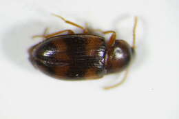 Image of Two-banded Fungus Beetle