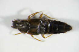 Image of Oxypoda (Oxypoda) acuminata (Stephens 1832)