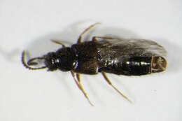 Image of Atheta (Atheta) euryptera (Stephens 1832)