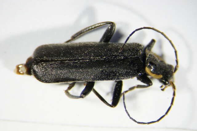 Image de <i>Cantharis paradoxa</i>