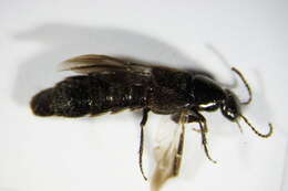 Image of Rove beetle