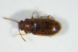 Слика од <i>Micrambe villosus</i>