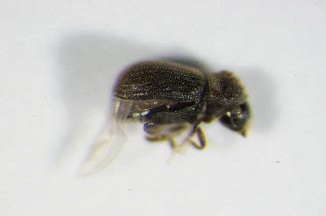 Image of Bast bark beetle