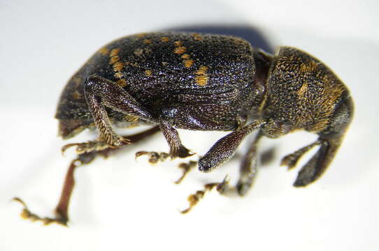 Image of large pine weevil