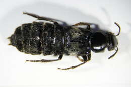 Image of Hairy Rove Beetle