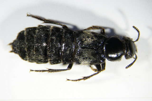 Image of Hairy Rove Beetle