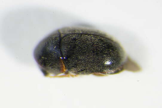 Image of <i>Mesocoelopus niger</i>