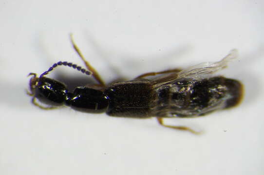 Image of Rove beetle