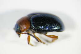 Image of Gastrophysa (Gastrophysa) polygoni (Linnaeus 1758)