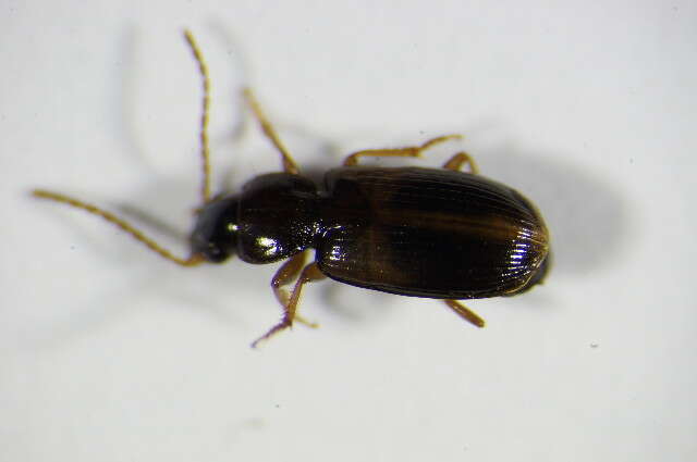 Image of Carabidae