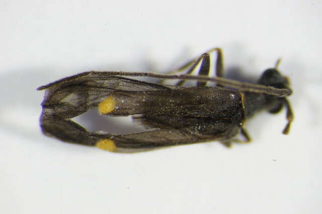 صورة <i>Malthodes marginatus</i>