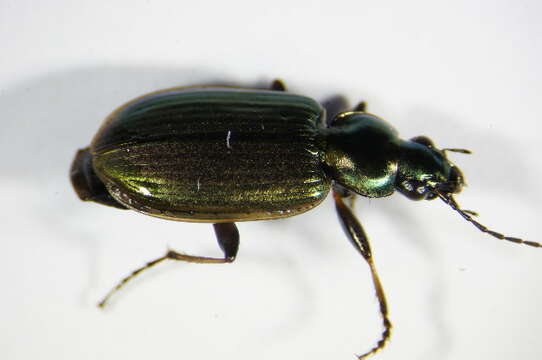 Image of Agonum (Agonum) marginatum (Linnaeus 1758)