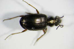 Bembidion (Princidium) punctulatum Drapiez 1820的圖片