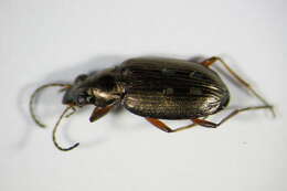 Image of Bembidion (Bracteon) velox (Linnaeus 1760)