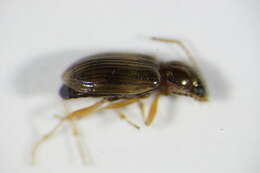 Image de Bembidion (Paraprincidium) ruficolle (Panzer 1796)