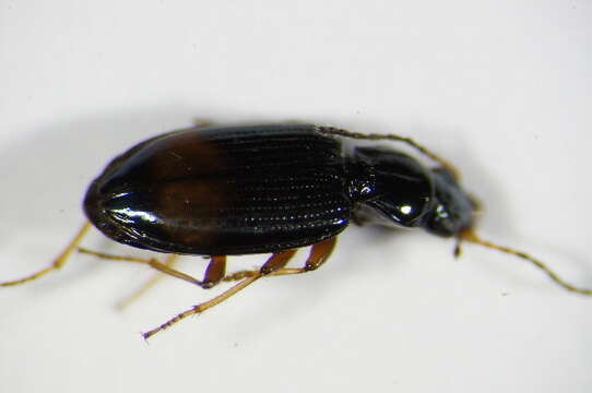 Imagem de Bembidion (Ocydromus) modestum (Fabricius 1801)