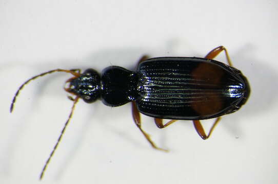 Imagem de Bembidion (Ocydromus) modestum (Fabricius 1801)