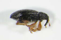 Image of Isochnus sequensi