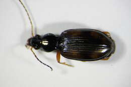 Image of Bembidion (Euperyphus) fluviatile Dejean 1831