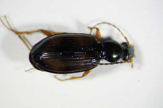 Image of Bembidion (Euperyphus) fluviatile Dejean 1831