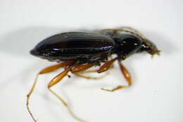 Image of Bembidion (Euperyphus) fluviatile Dejean 1831