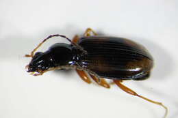 Image of Bembidion (Euperyphus) fluviatile Dejean 1831