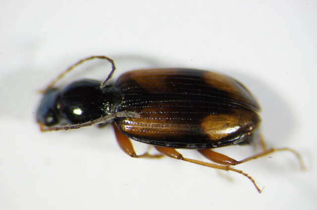 Image of Bembidion (Euperyphus) fluviatile Dejean 1831